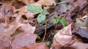 rebirth menolly nelson crazygoodparent