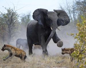elephant-attacks-hyenas